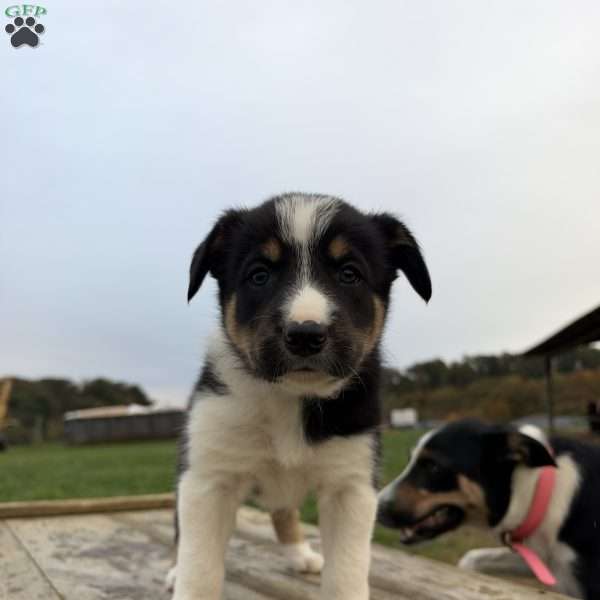 Purple, Border Collie Puppy