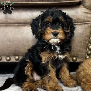Aspen, Cavapoo Puppy