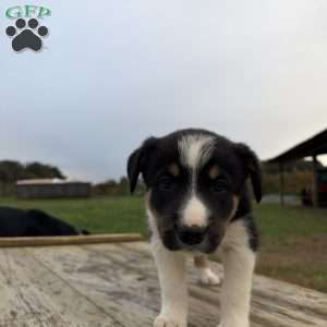Purple, Border Collie Puppy