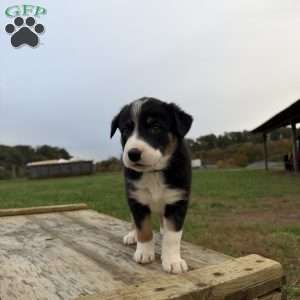 Silver, Border Collie Puppy