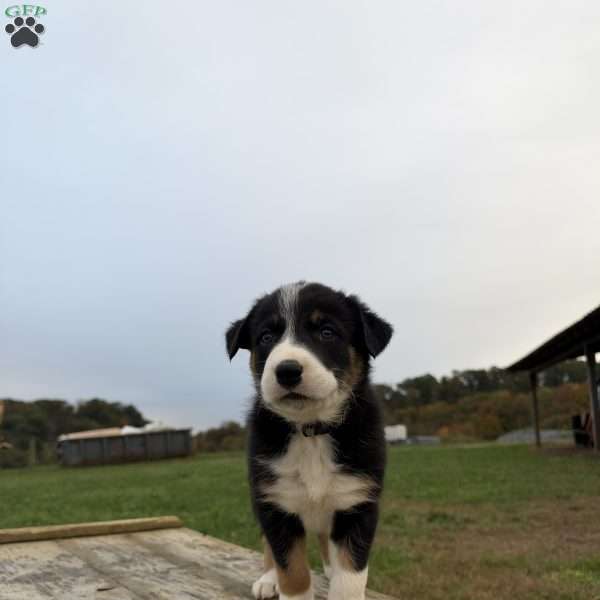 Silver, Border Collie Puppy