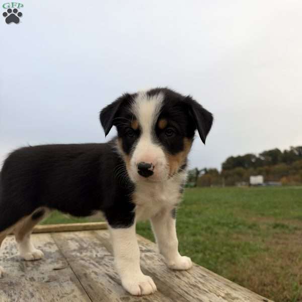 Green, Border Collie Puppy