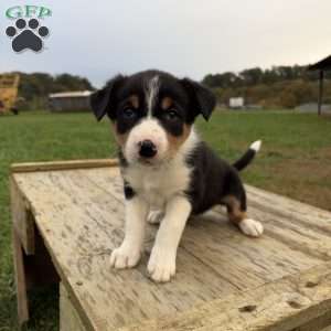 Light blue, Border Collie Puppy