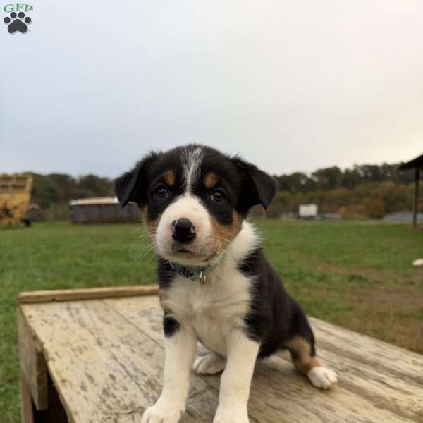 Light blue, Border Collie Puppy