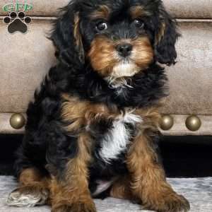Forrest, Cavapoo Puppy