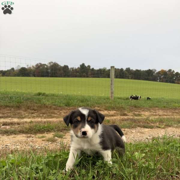 Yellow, Border Collie Puppy