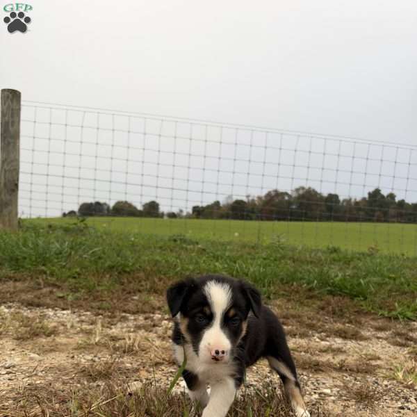 Dark Blue, Border Collie Puppy
