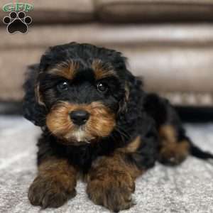 Oakley, Cavapoo Puppy