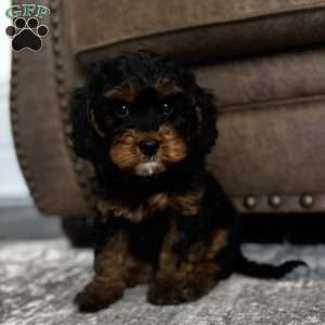 Oakley, Cavapoo Puppy
