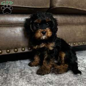 Oakley, Cavapoo Puppy
