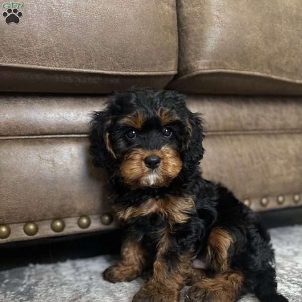 Oakley, Cavapoo Puppy