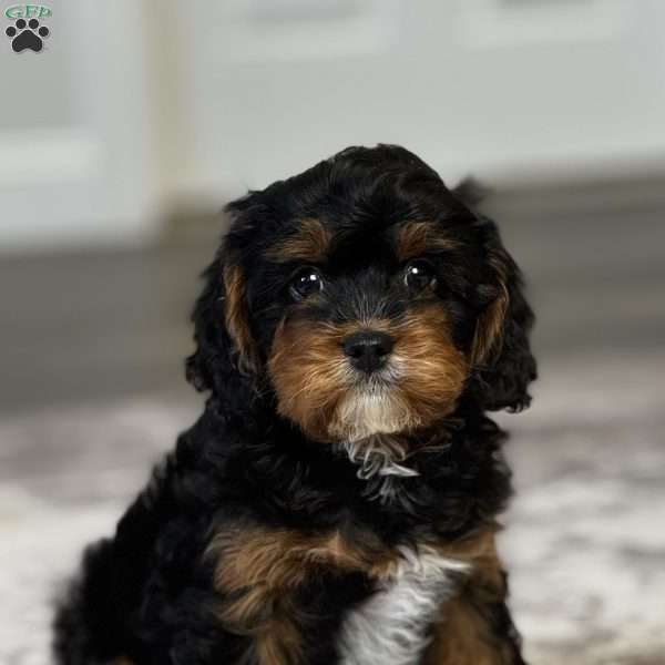 Forrest, Cavapoo Puppy