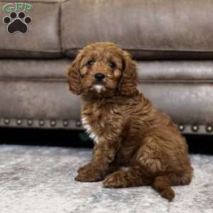 Rusty, Cavapoo Puppy