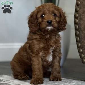 Rusty, Cavapoo Puppy