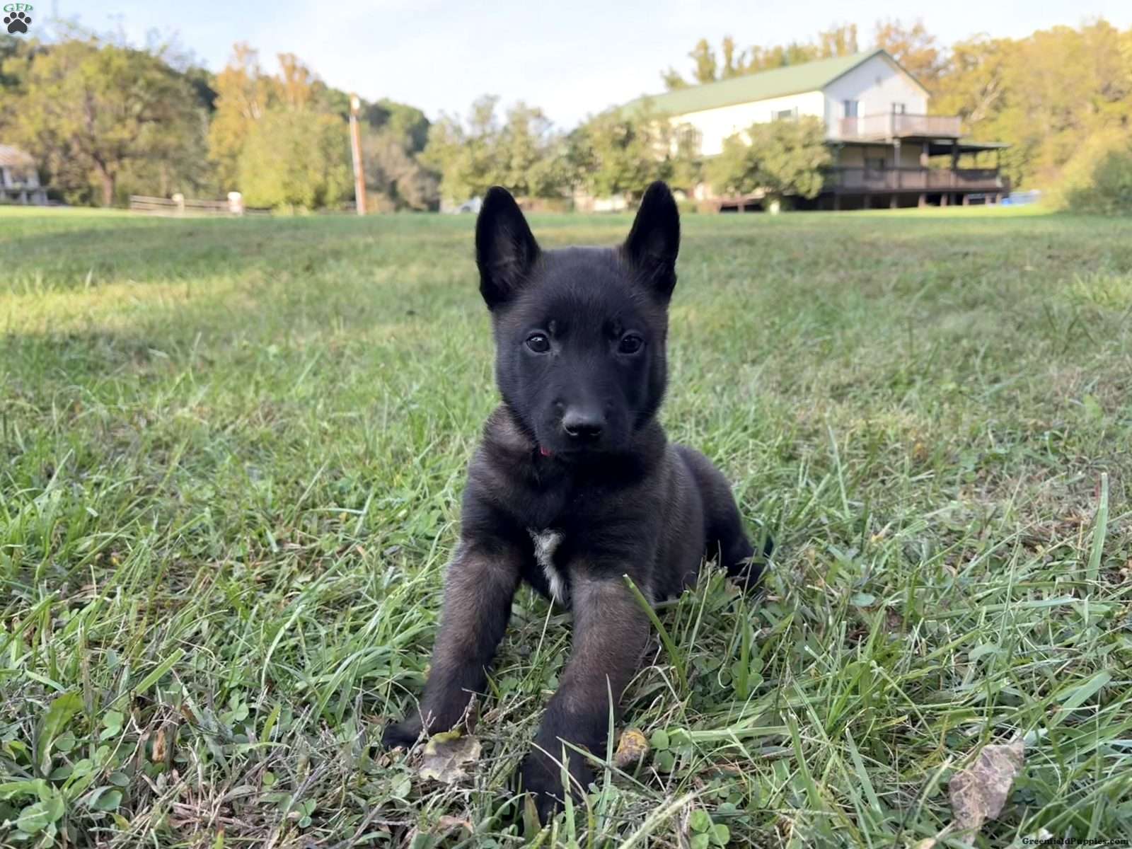 Belgian Malinois (Belgian Malinois, Male) in Cincinnati, OH