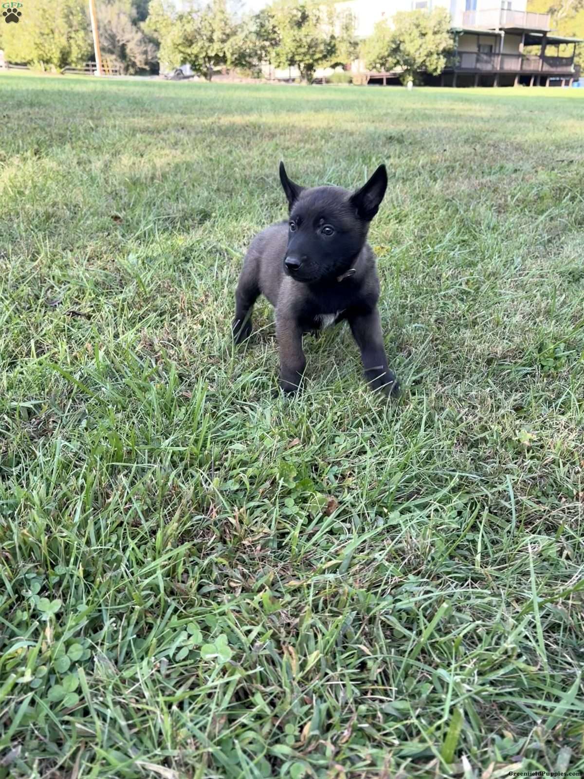 Belgian Malinois (Belgian Malinois, Male) in Cincinnati, OH