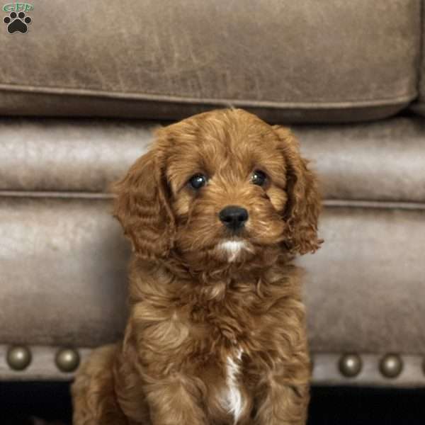 Rusty, Cavapoo Puppy