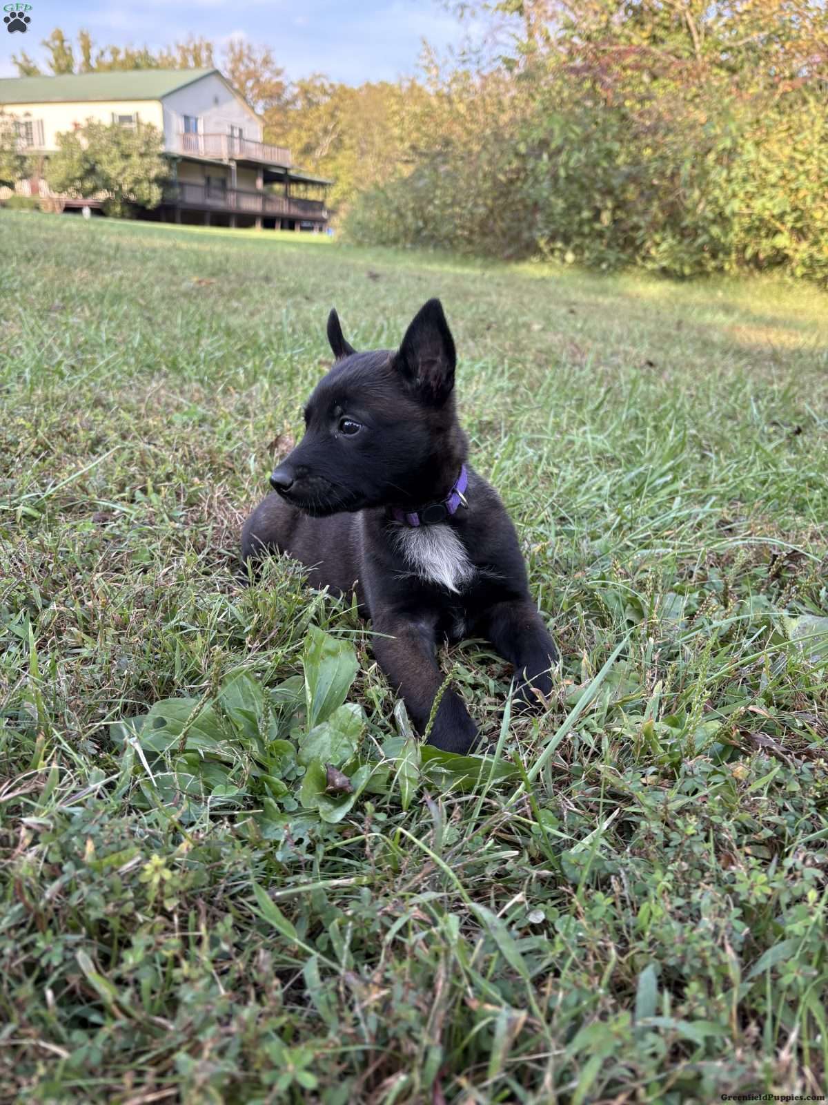 Belgian Malinois (Belgian Malinois, Female) in Cincinnati, OH