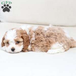 Scout, Cavapoo Puppy