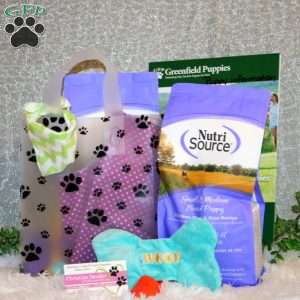 Allison, Toy Poodle Puppy