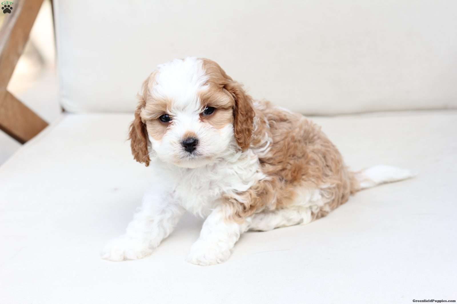 Scout (Cavapoo, Male) in New Holland, PA