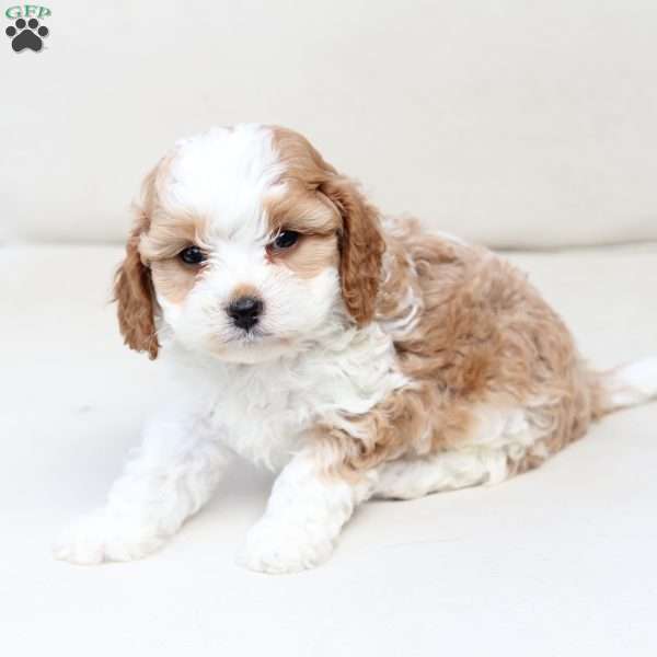Scout, Cavapoo Puppy