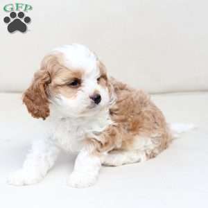 Scout, Cavapoo Puppy