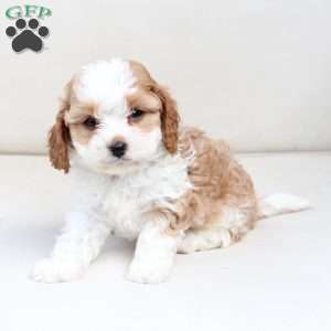 Scout, Cavapoo Puppy