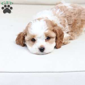 Scout, Cavapoo Puppy