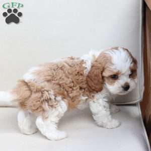 Scout, Cavapoo Puppy