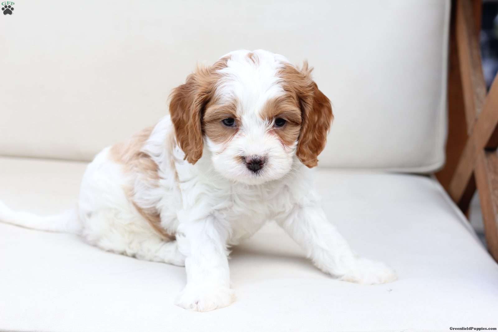 King (Cavapoo, Male) in New Holland, PA