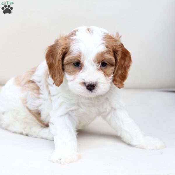 King, Cavapoo Puppy