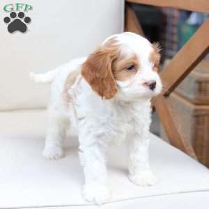 King, Cavapoo Puppy
