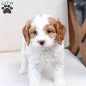 King, Cavapoo Puppy