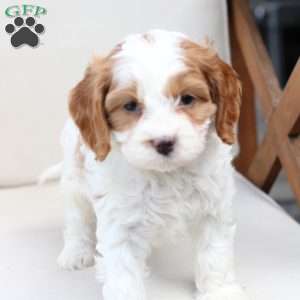 King, Cavapoo Puppy