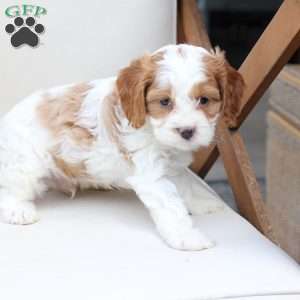 King, Cavapoo Puppy