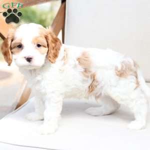 King, Cavapoo Puppy