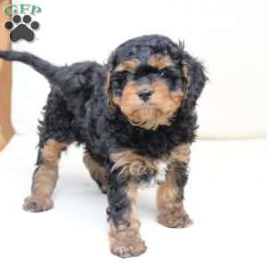 Ranger, Cavapoo Puppy