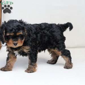 Ranger, Cavapoo Puppy