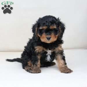 Ranger, Cavapoo Puppy