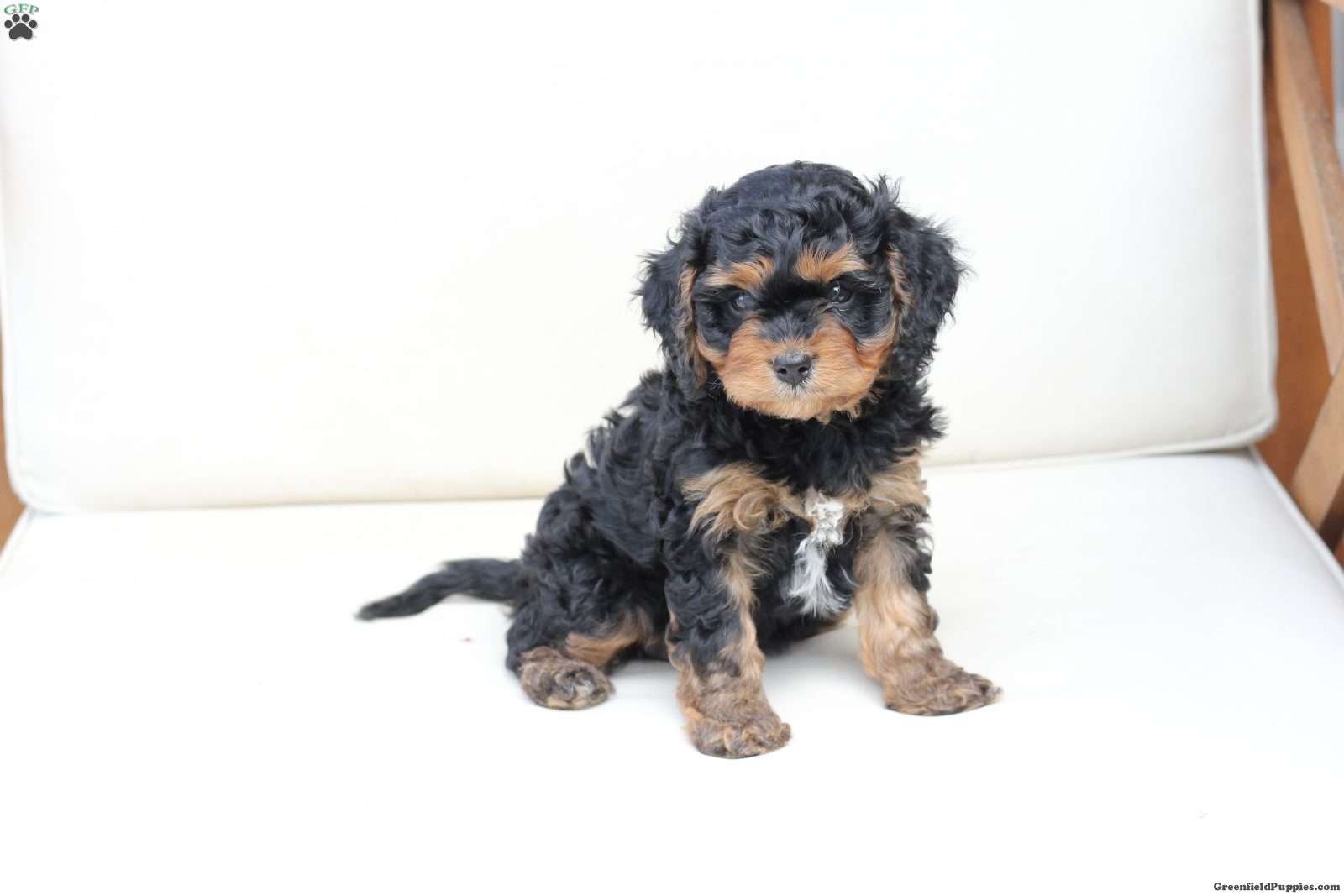 Ranger (Cavapoo, Male) in New Holland, PA