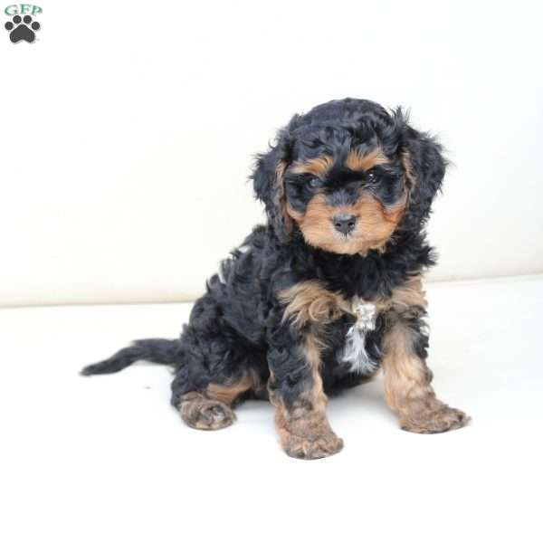 Ranger, Cavapoo Puppy