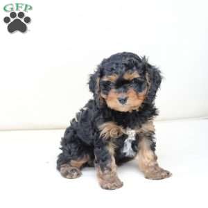Ranger, Cavapoo Puppy