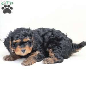 Ranger, Cavapoo Puppy