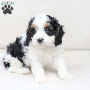 Moose, Cavapoo Puppy
