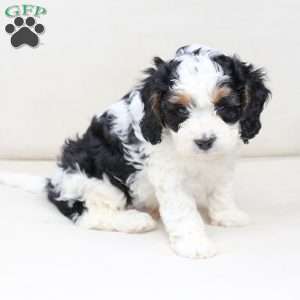 Moose, Cavapoo Puppy