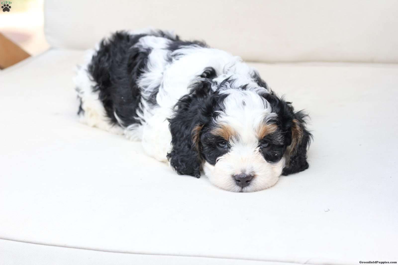 Moose (Cavapoo, Male) in New Holland, PA