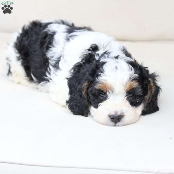 Moose, Cavapoo Puppy