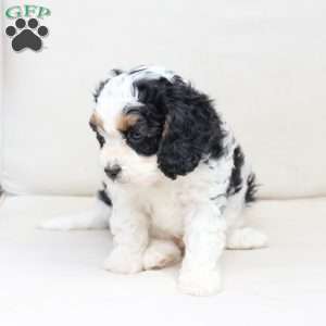 Moose, Cavapoo Puppy