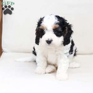 Moose, Cavapoo Puppy